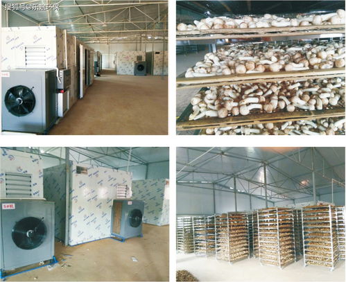 食品烘干設(shè)備 為何需要烘干食用菌香菇及烘干機選型要點